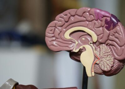 human brain anatomy model