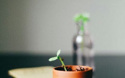 Growth Mindset vs. Fixed Mindset: Understanding the Differences