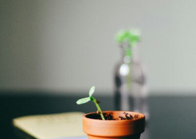 Small plant in clay pot