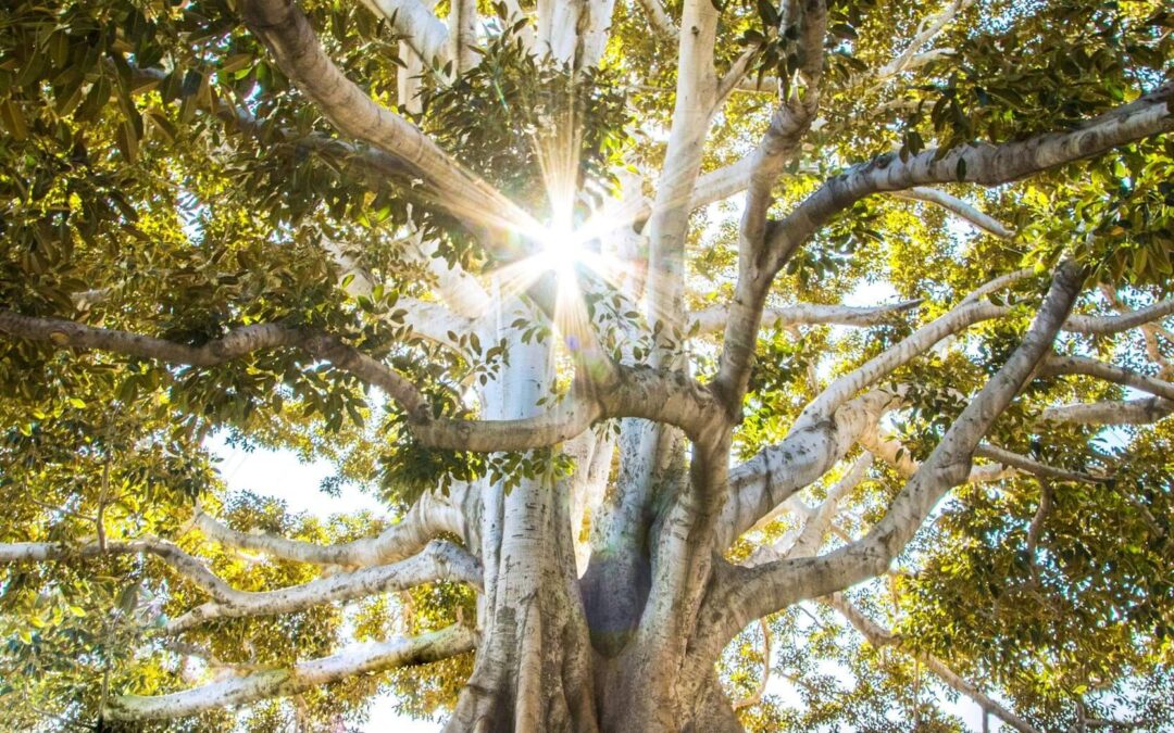 Living a Rich and Meaningful Life: Embracing the Fullness of Our Human Experience