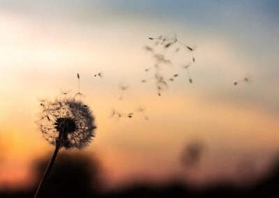 Dandelion blowing in the wind