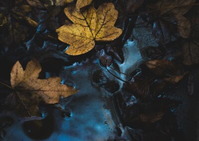 Fall Leaves in Puddle